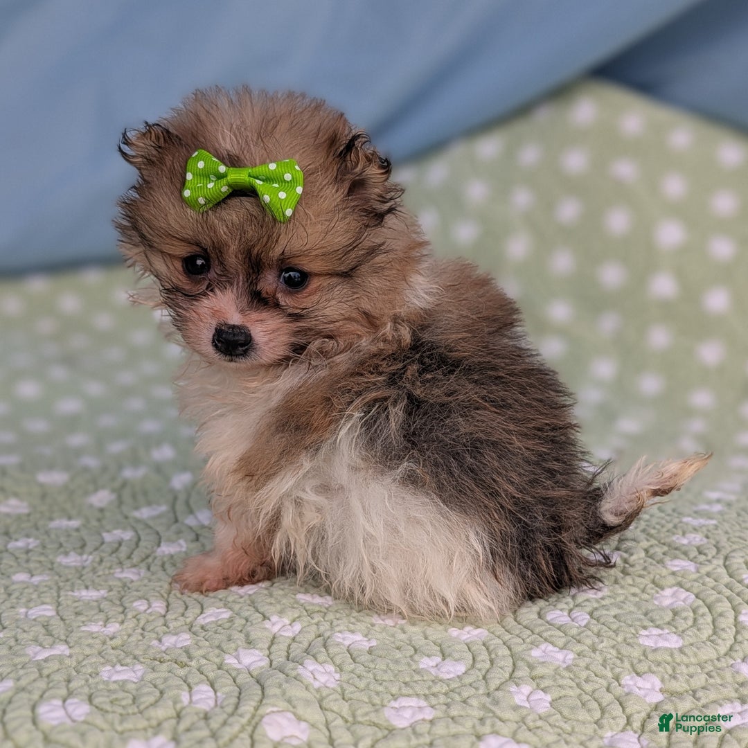 Pomeranian dogs for sale: Yule - Ad 5