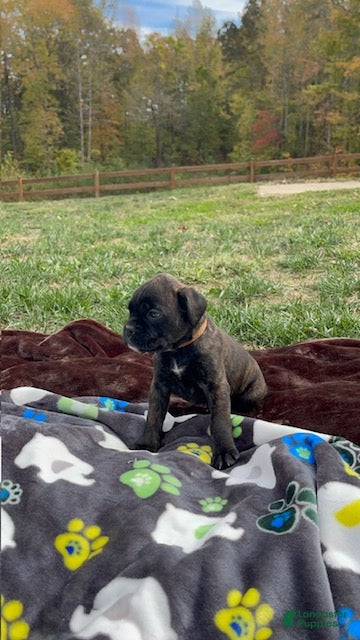Boxer dogs for sale: Winnie - Ad 2
