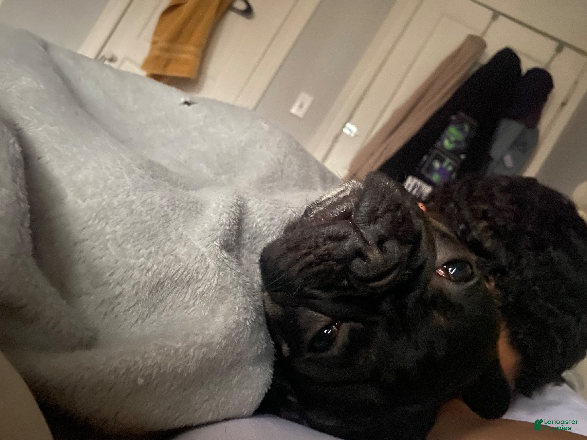 Frenchton dogs for sale: Midnight  - Ad 5