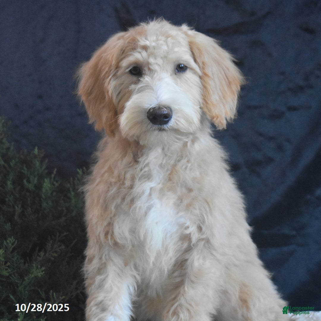 Goldendoodle dogs for sale: Ginger - Ad 1