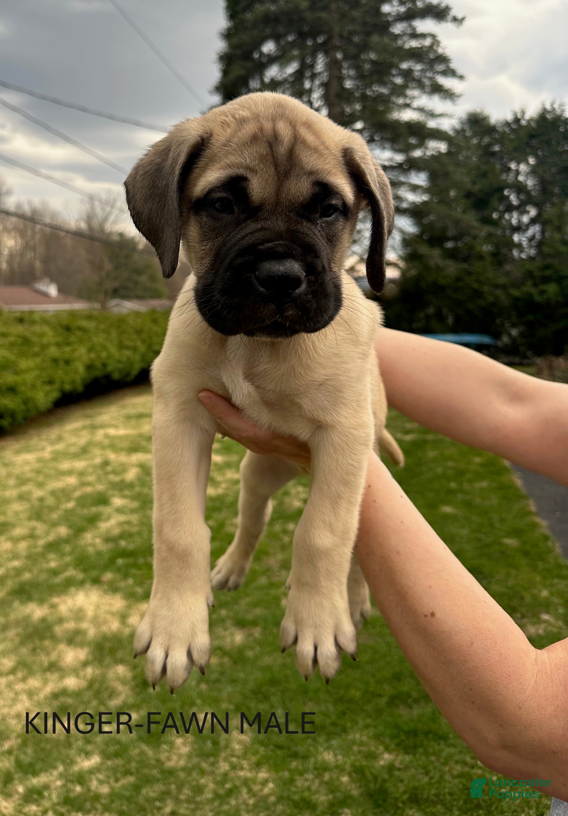 Bullmastiff dogs Kinger - Ad 3