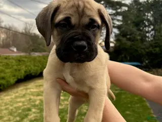 Bullmastiff dogs Kinger - Ad 3