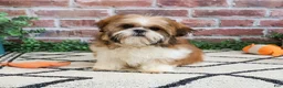 Shih Tzu dogs for sale: Tramp  - Ad 4
