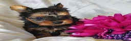 Yorkshire Terrier dogs for sale: Anna - Ad 3