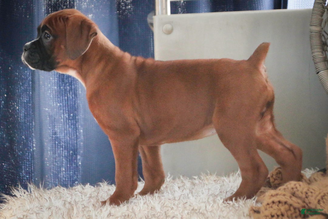 Boxer dogs for sale: Tracy - Ad 8