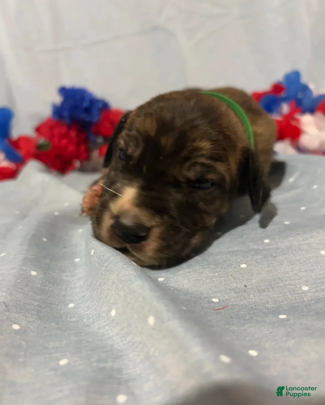 Great Dane dogs for sale: Taurus - Ad 5