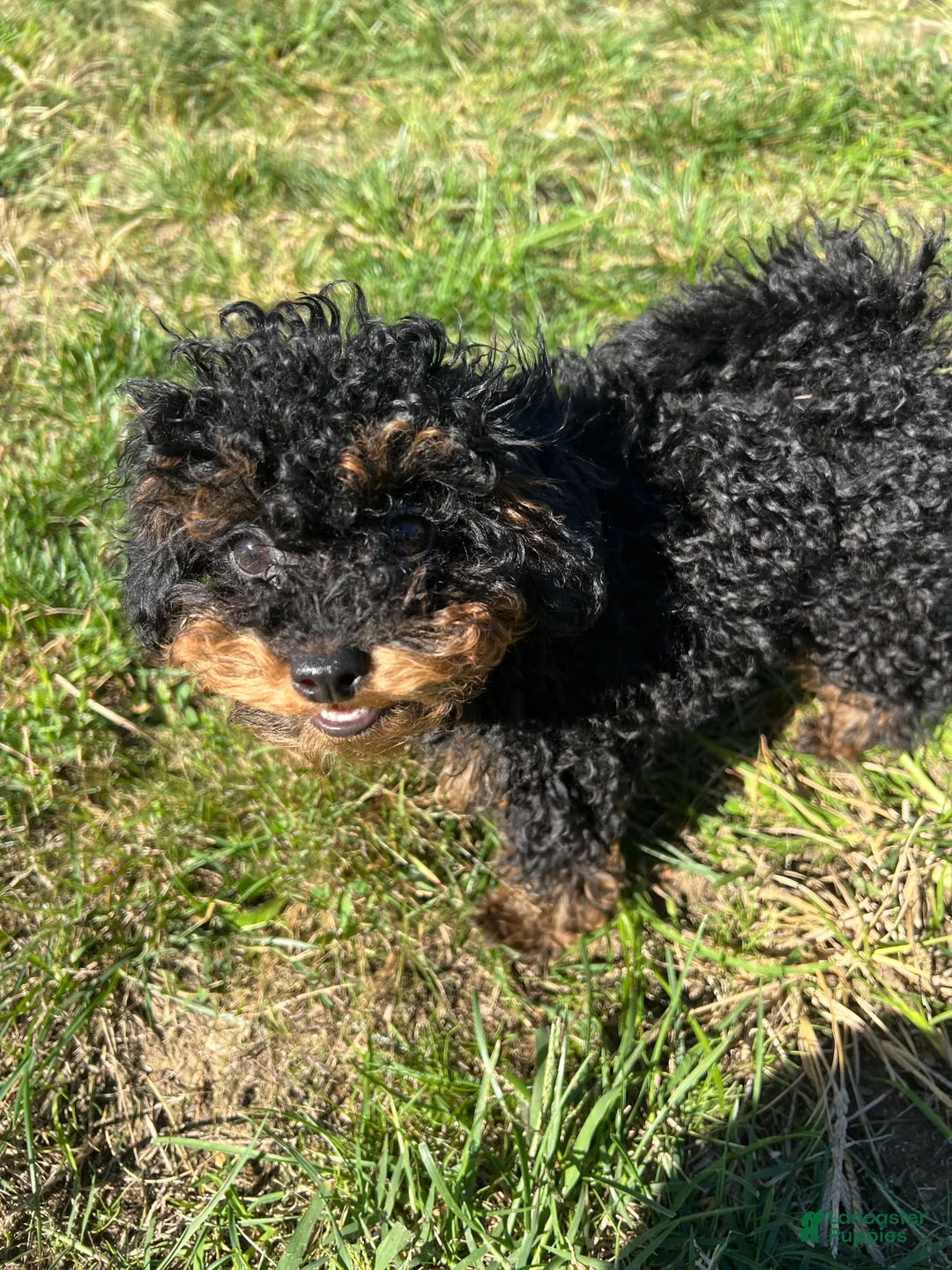 Toy Poodle dogs for sale: Toy Poodle Puppy 1 - Ad 6