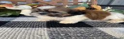 Shih Tzu dogs for sale: Sadie - Ad 5