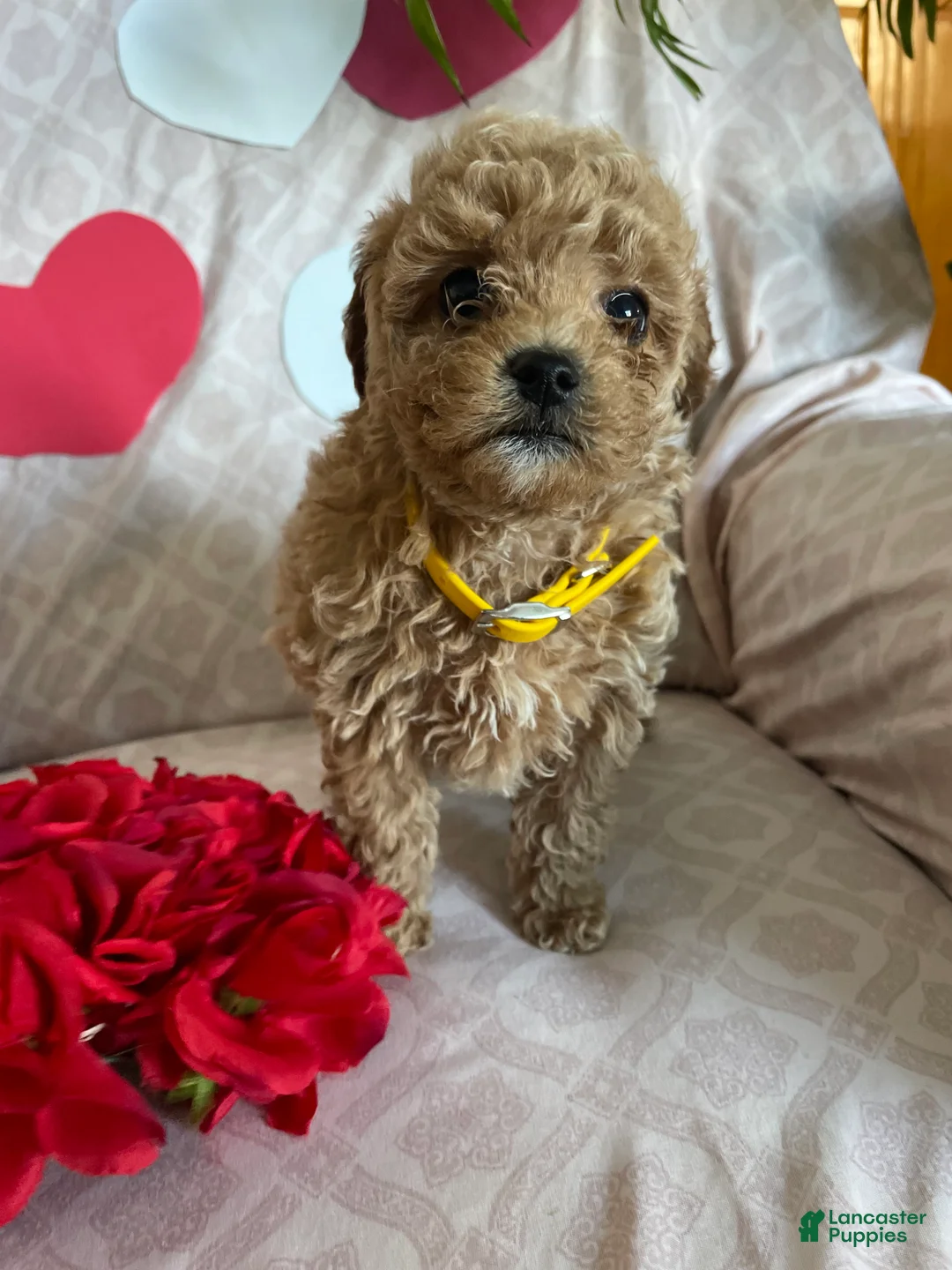 Cavapoo dogs for sale: Tiny - Ad 1