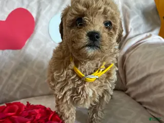 Cavapoo dogs Tiny - Ad 13