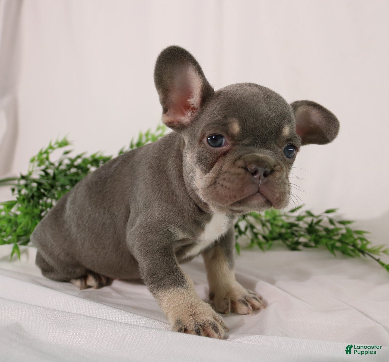 French Bulldog dogs Leo  - Ad 2
