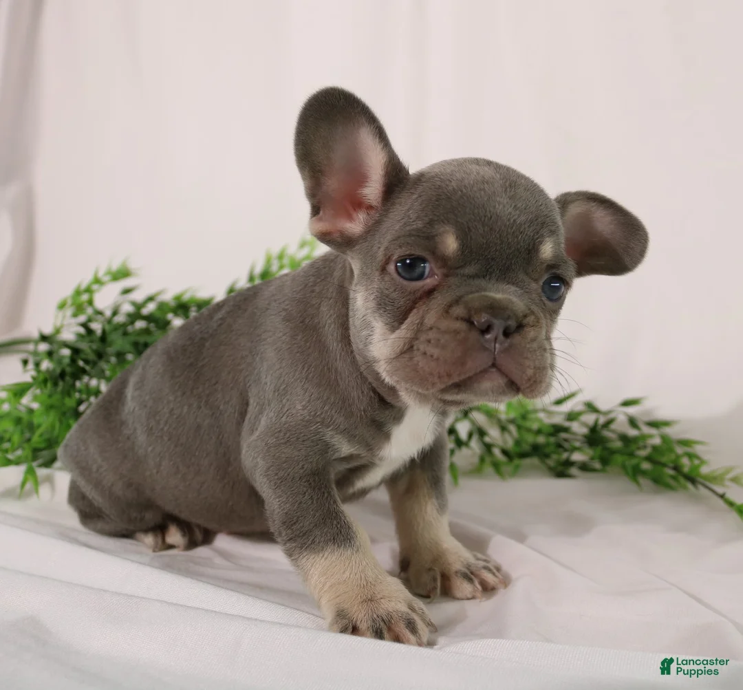 French Bulldog dogs for sale: Leo  - Ad 2