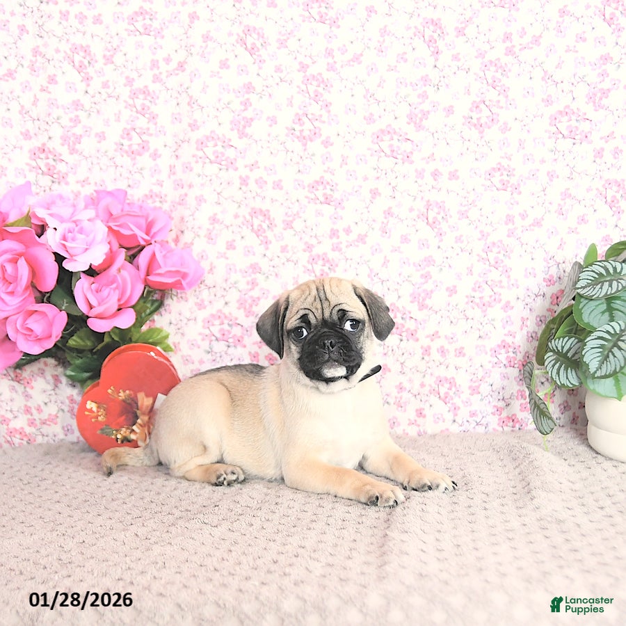 Pug dogs Lafredo - Ad 2
