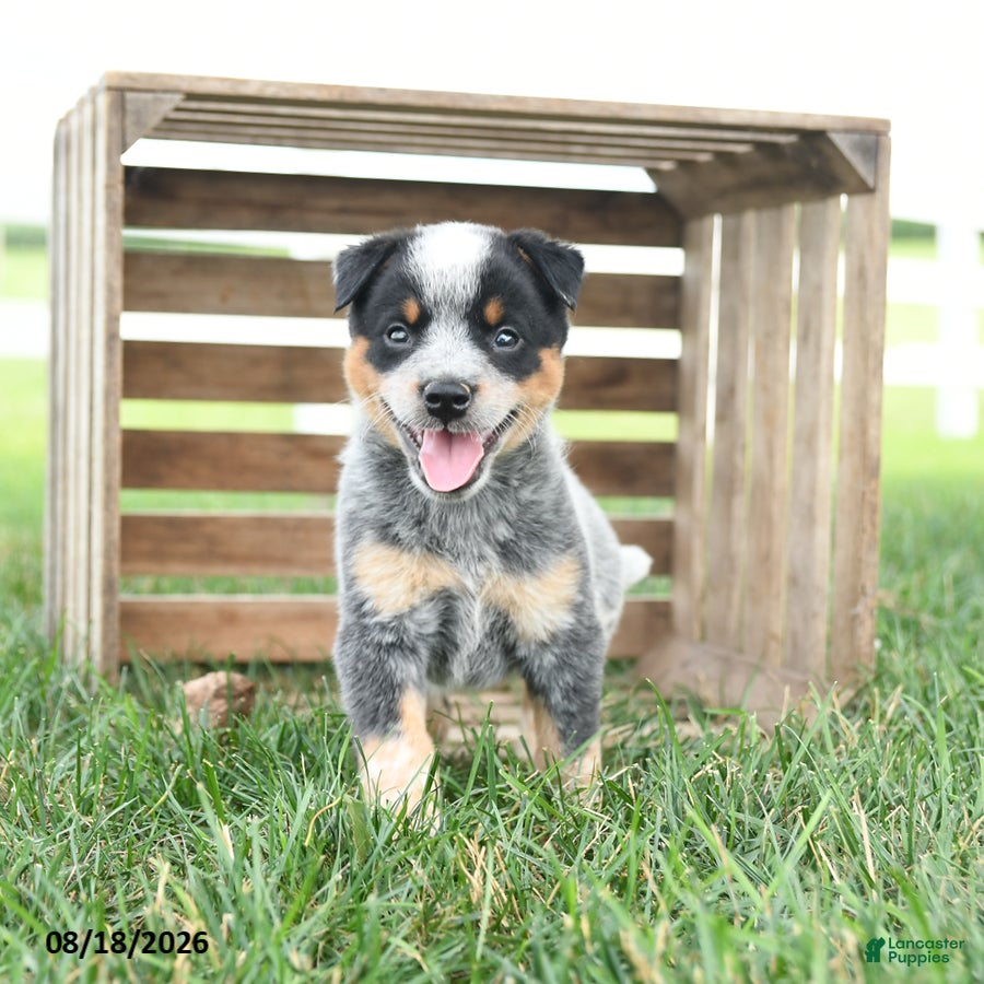 Australian Cattle Dog dogs Bandit - Ad 2