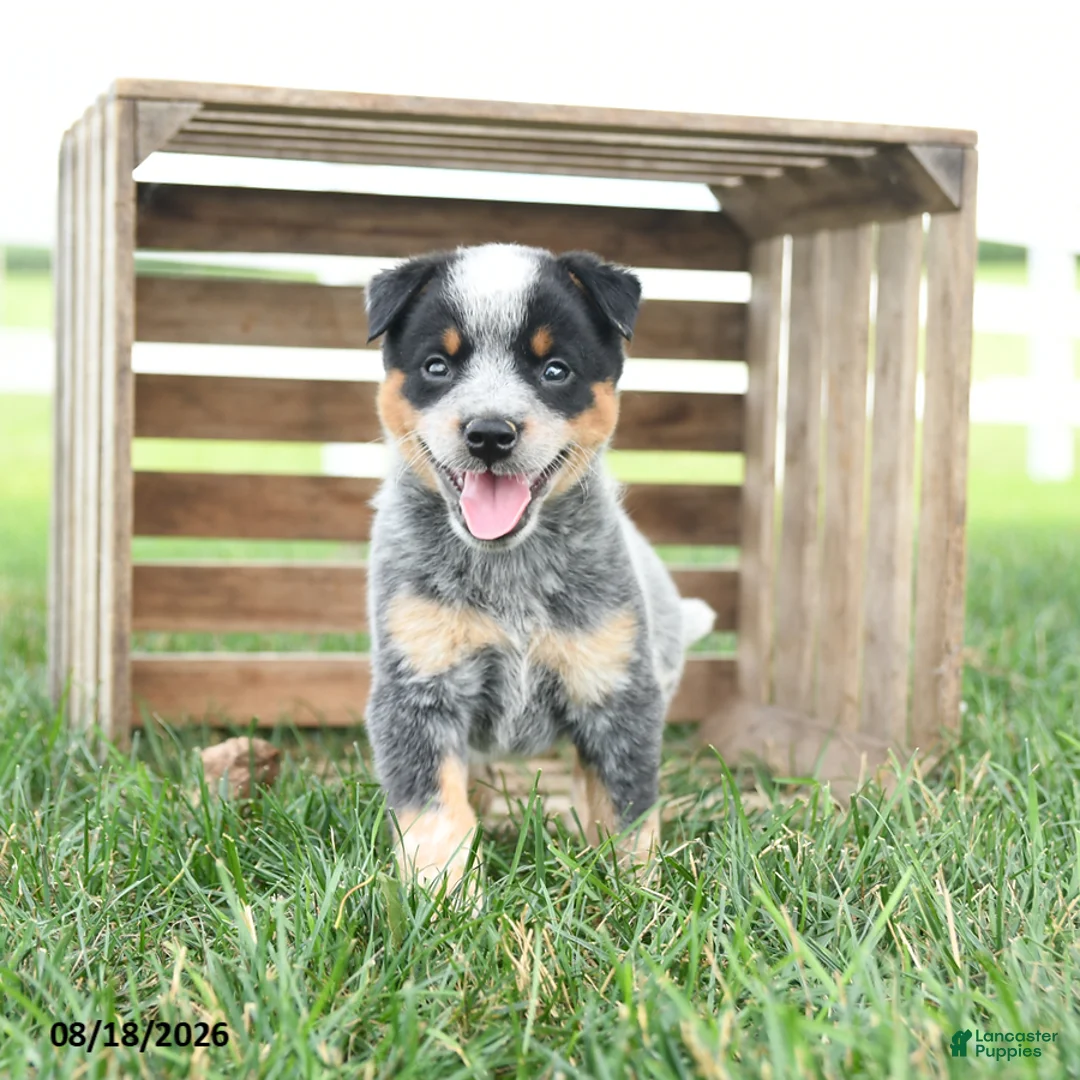 Australian Cattle Dog dogs for sale: Bandit - Ad 2