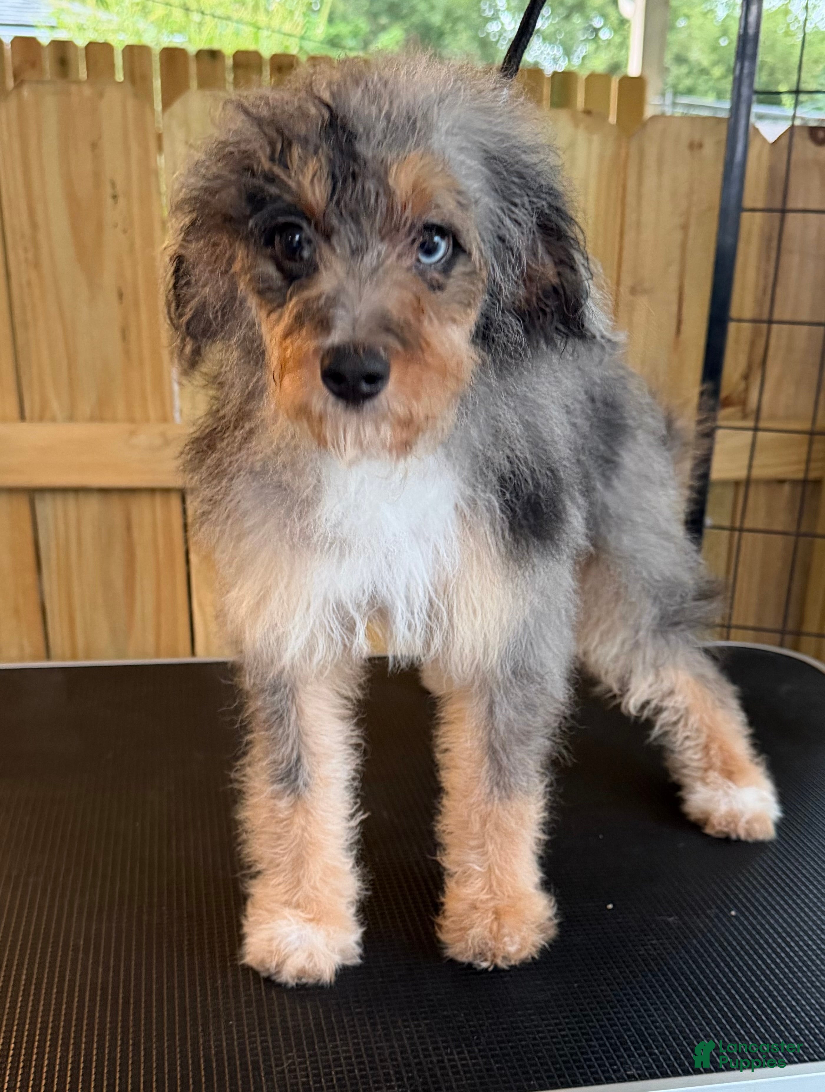 Mini Aussiedoodle dogs Tipsy - Ad 33
