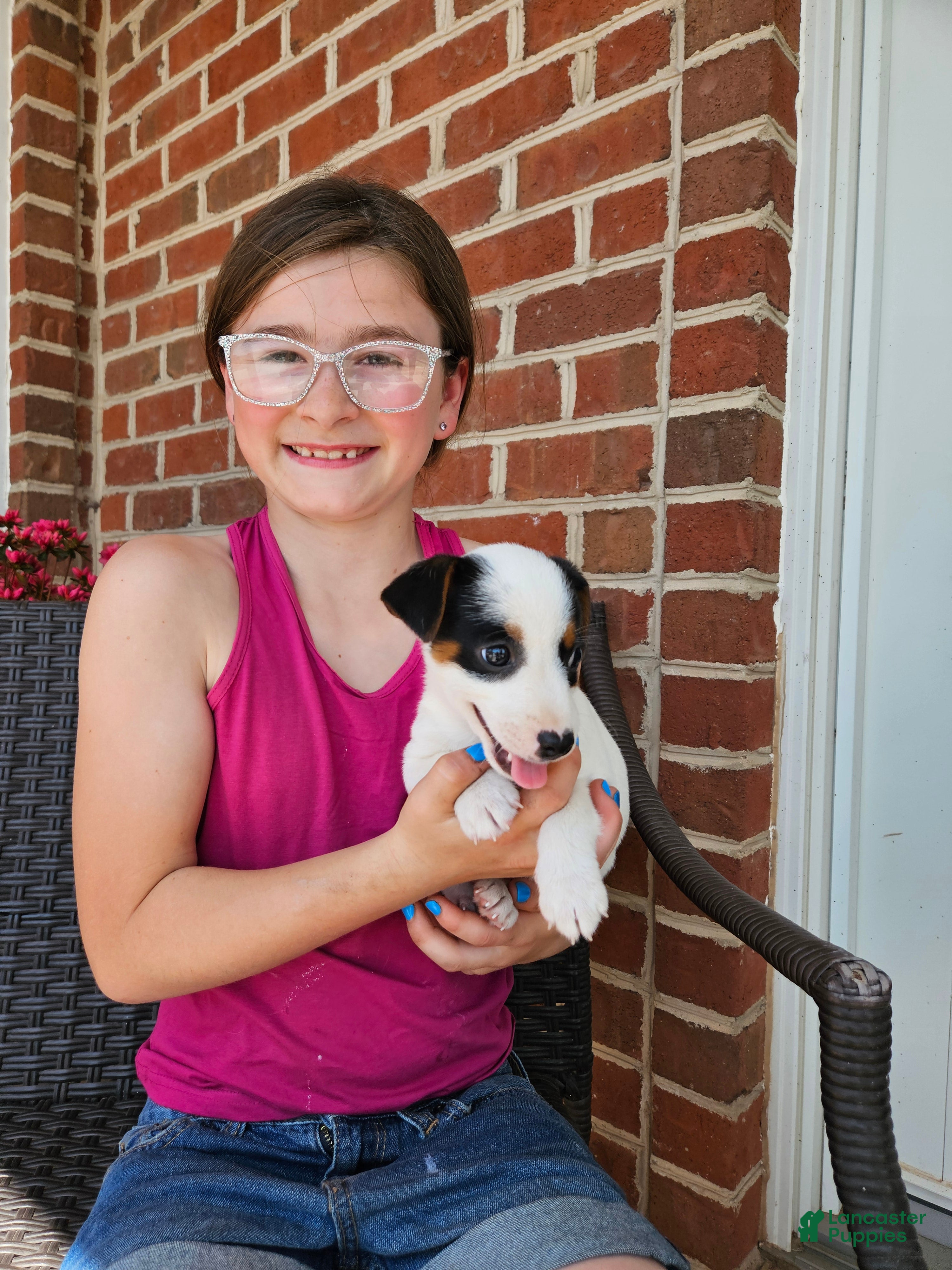 Jack Russell Terrier dogs Jack Russell Terrier Puppy 2 - Ad 1