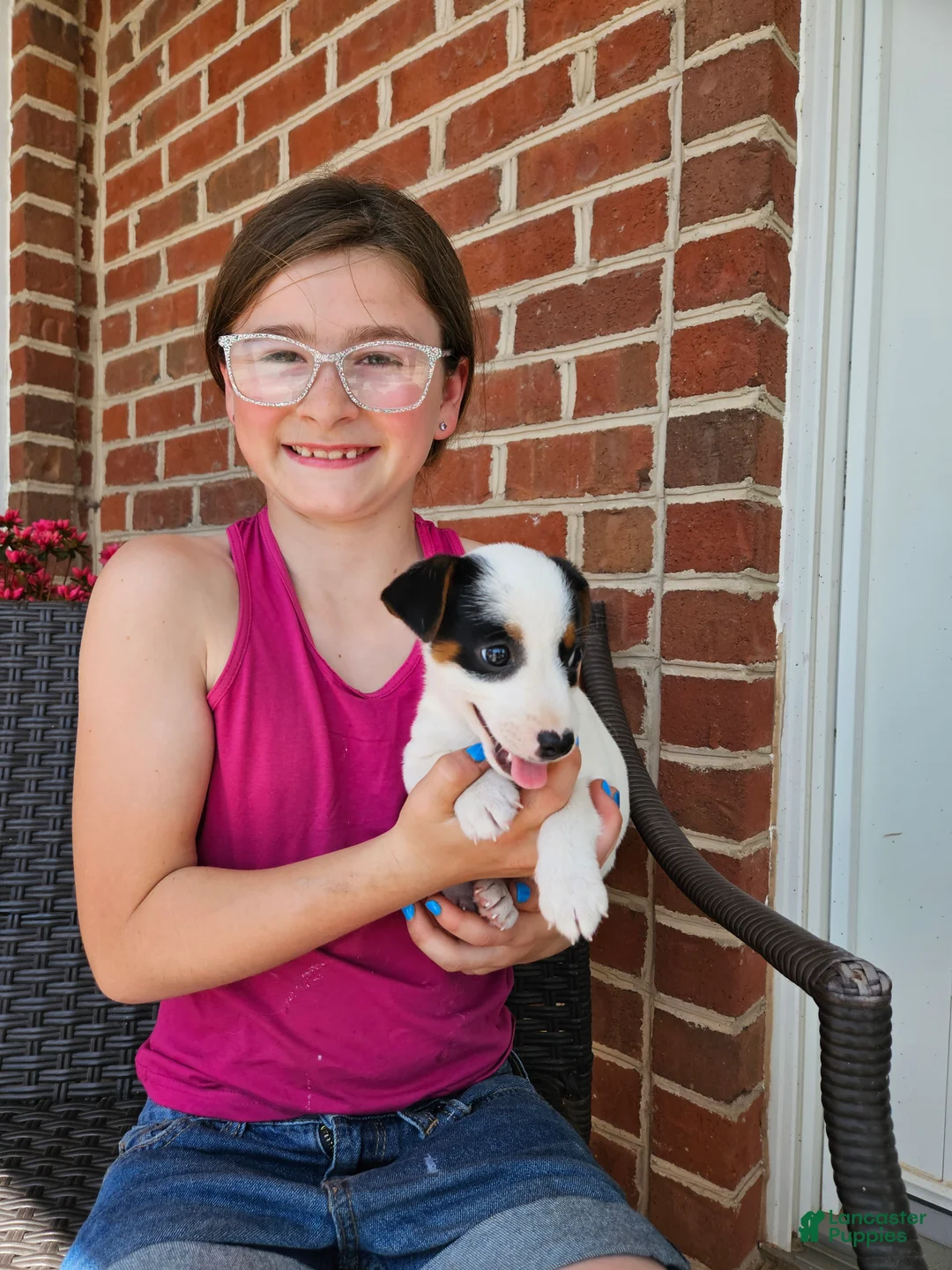 Jack Russell Terrier dogs for sale: Jack Russell Terrier Puppy 2 - Ad 1