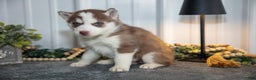 Siberian Husky dogs for sale: Tally - Ad 2