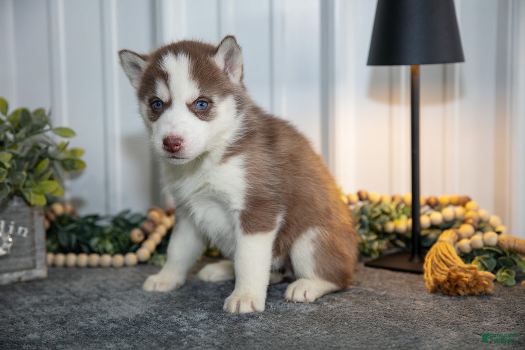 Siberian Husky dogs for sale: Tally - Ad 2
