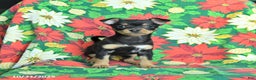 Chihuahua dogs for sale: Maple   - Ad 3