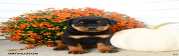 Rottweiler dogs for sale: Pretzel  - Ad 4