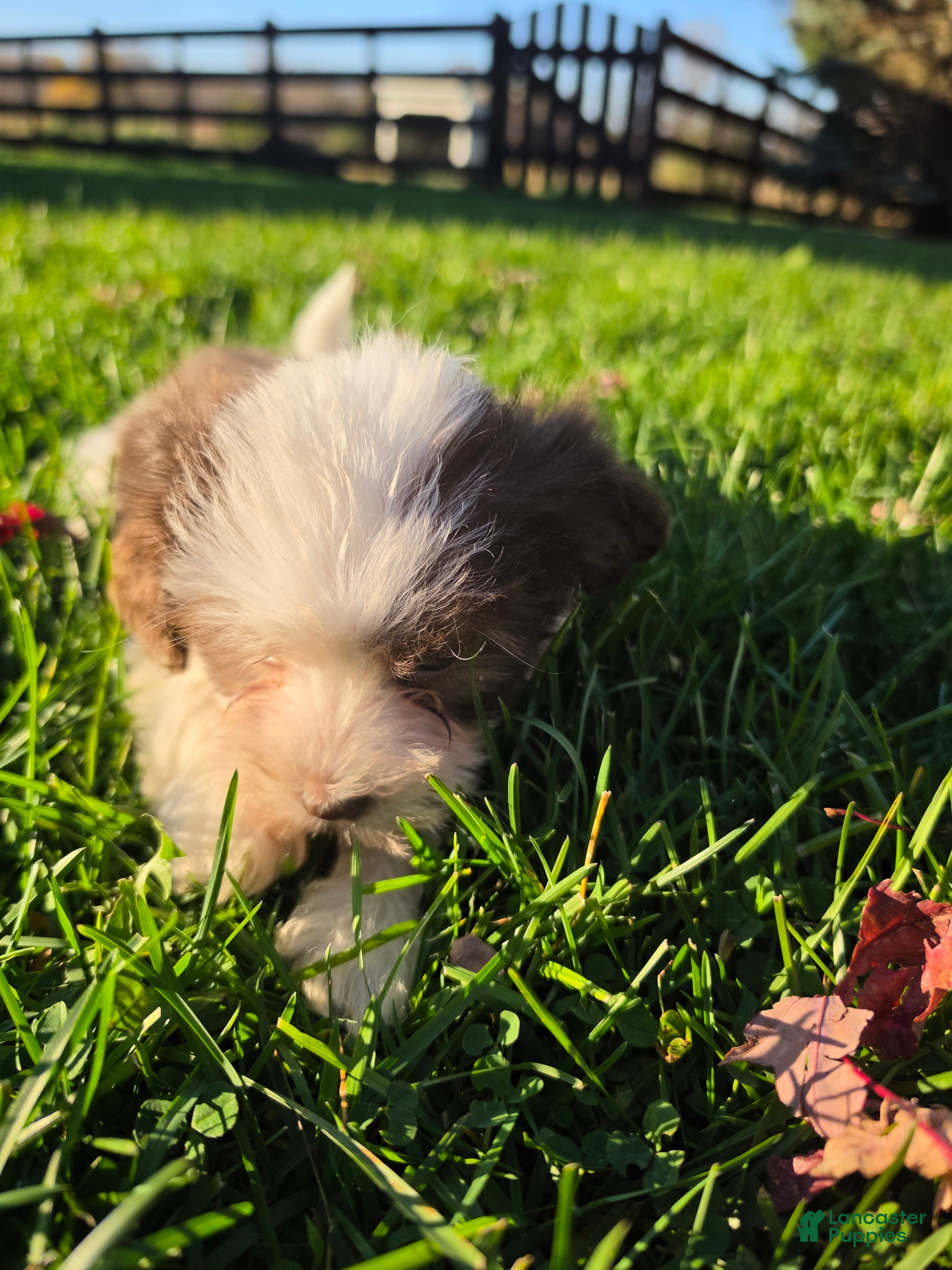 Havanese dogs for sale: Havanese 26105-04 (Female) - Ad 1