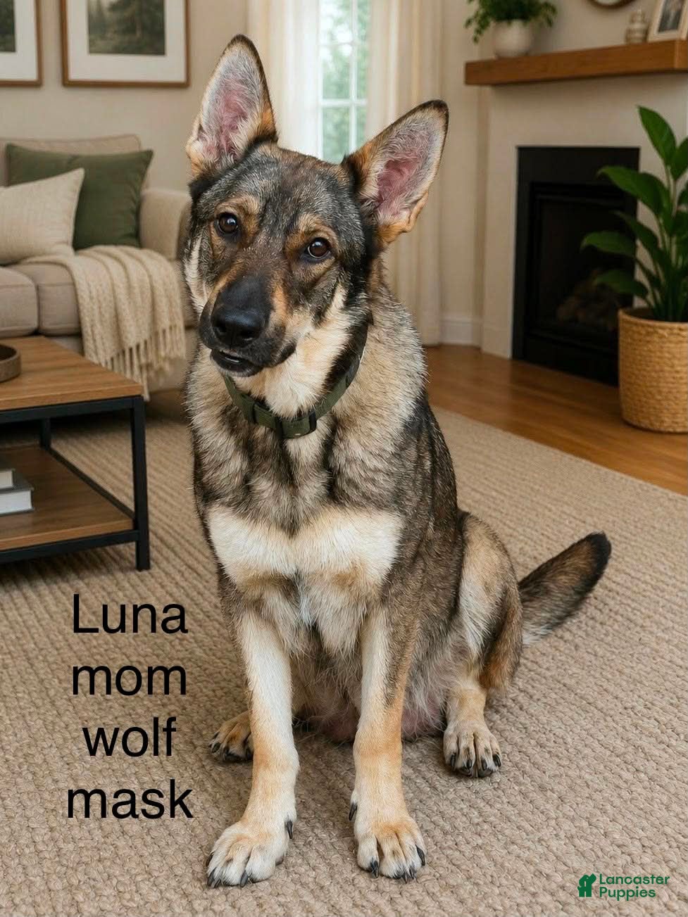 German Shepherd dogs German Shepherd 1 - Ad 2