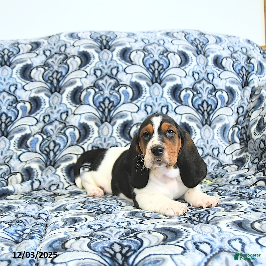 Basset Hound dogs for sale: Ella - Ad 4