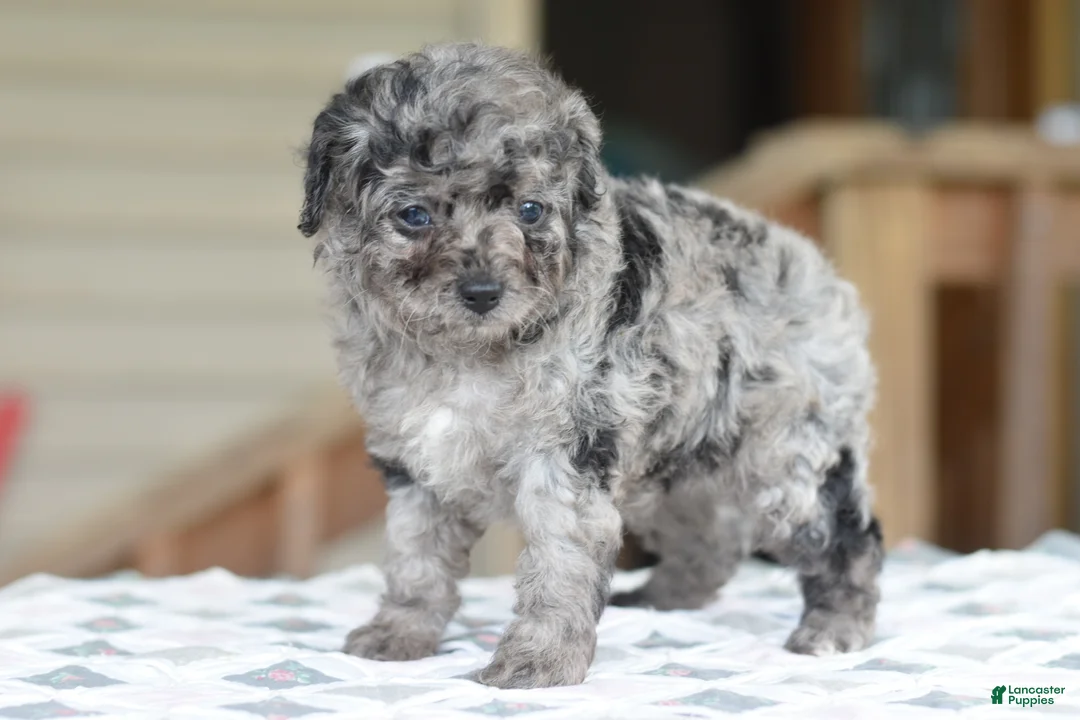 Cockapoo dogs for sale: Millie f1b - Ad 2