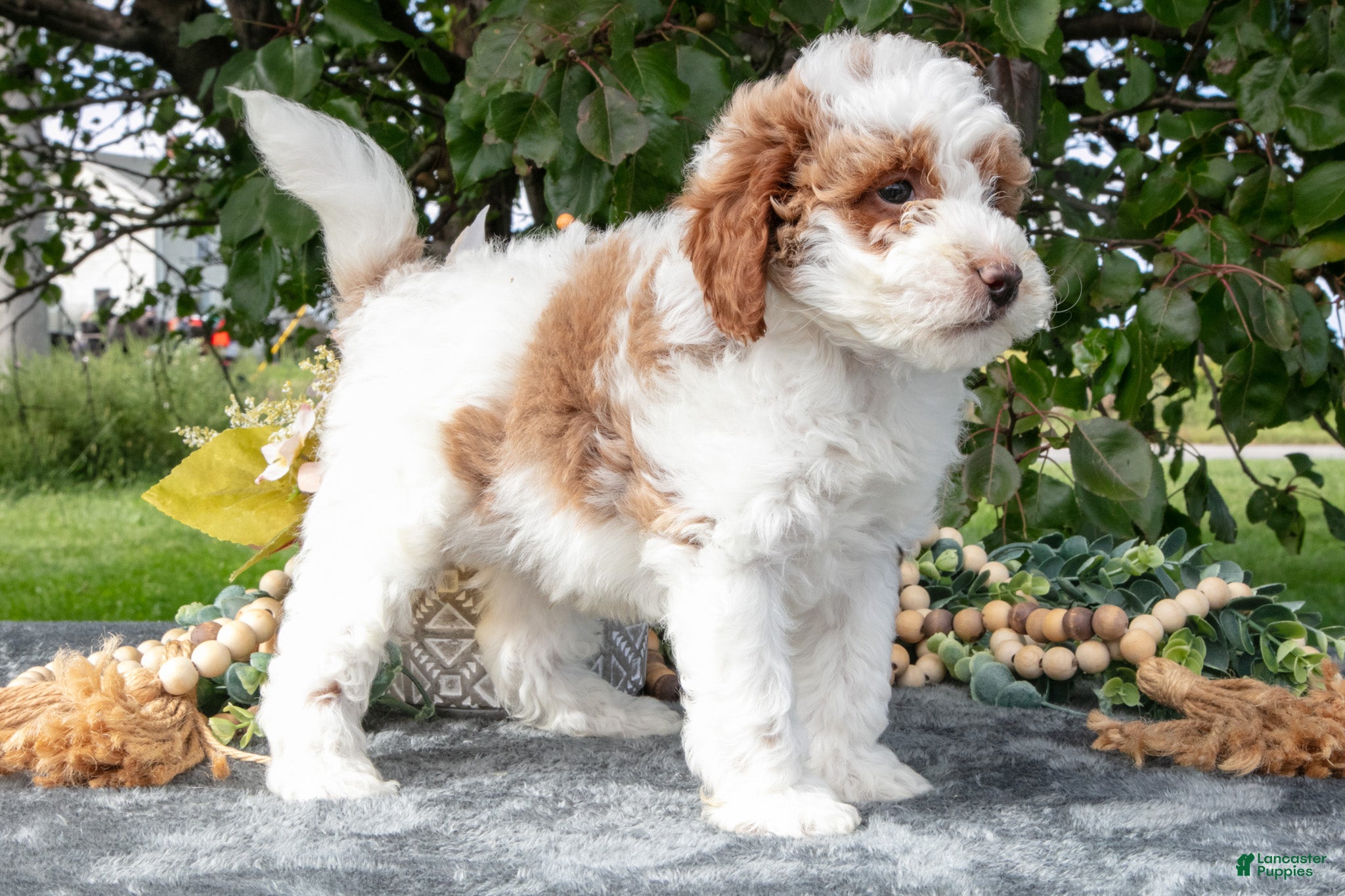 Miniature Poodle dogs Tator - Ad 2
