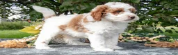 Miniature Poodle dogs for sale: Tator - Ad 2