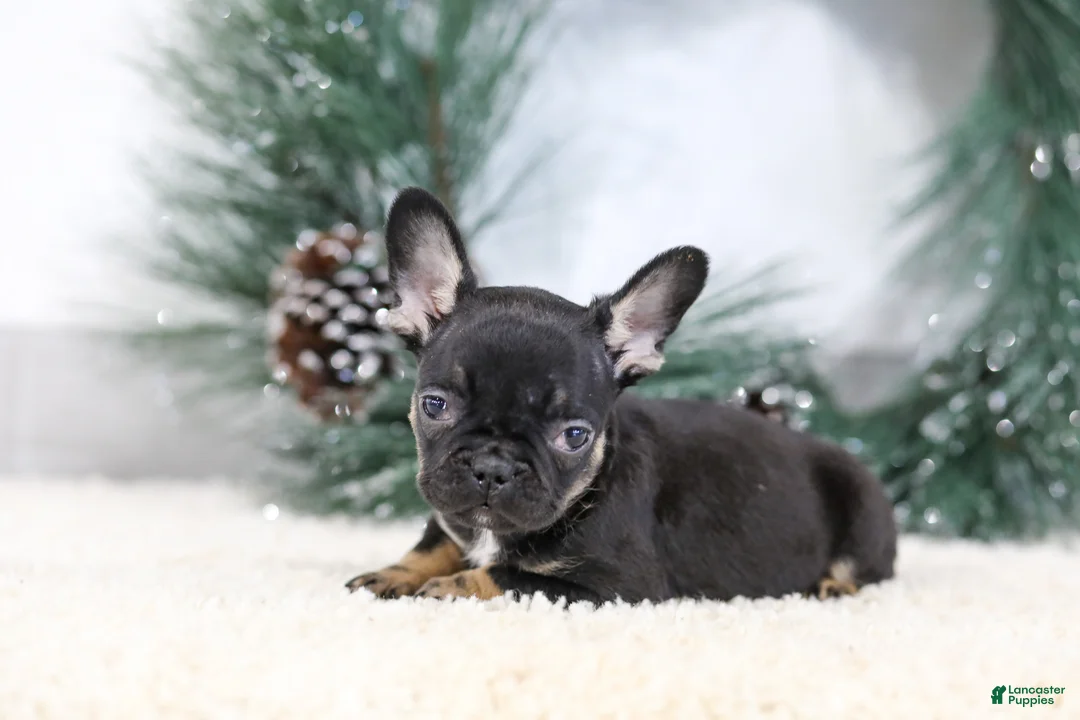 French Bulldog dogs for sale: Ferdinand - Ad 2