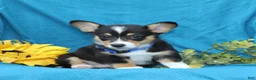 Welsh Corgi Pembroke dogs for sale: Pepper - Ad 5