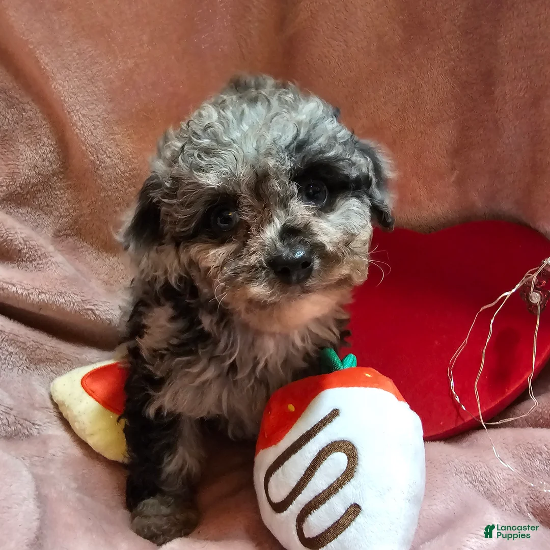 Cockapoo dogs for sale: Glitter - Ad 1