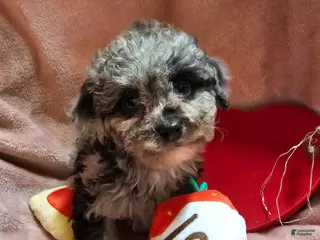 Cockapoo dogs for sale: Glitter - Ad 3