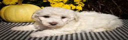Maltese dogs for sale: Dixie💕   - Ad 4
