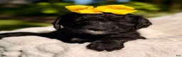 Bernedoodle dogs for sale: Yellow Daisy - Ad 4