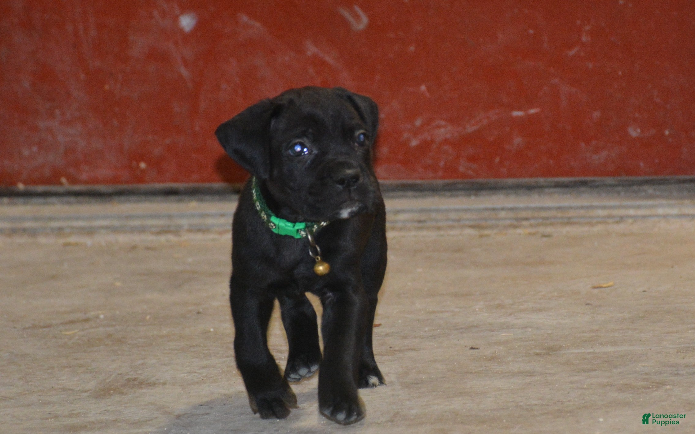 Cane Corso dogs Cane Corso Puppy 3 - Ad 1
