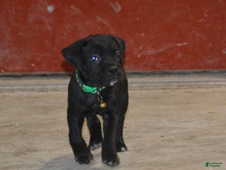 Cane Corso dogs Cane Corso Puppy 3 - Ad 1