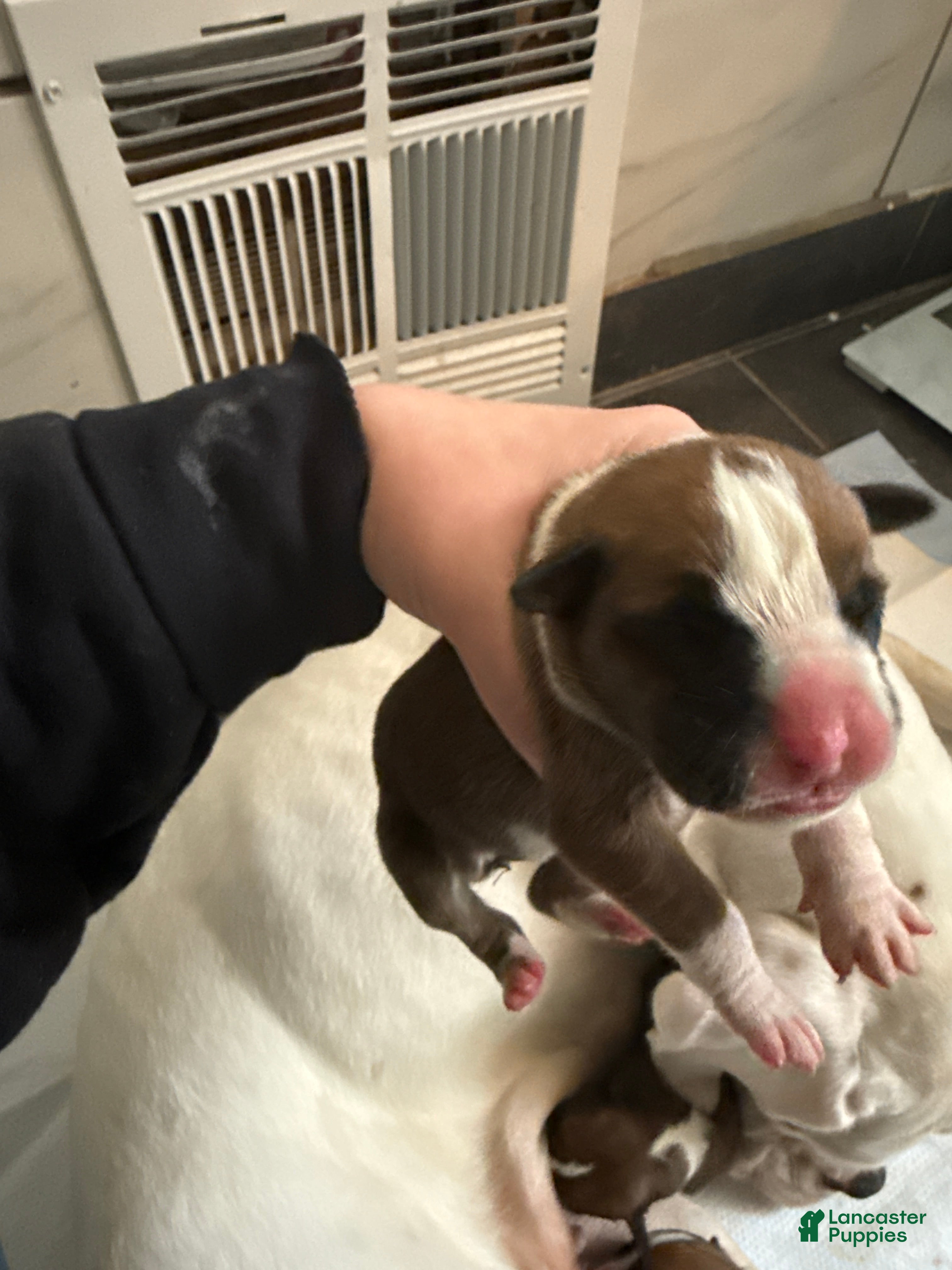 Boxer dogs Loki - Ad 41