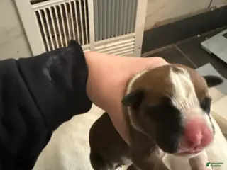 Boxer dogs Loki - Ad 35