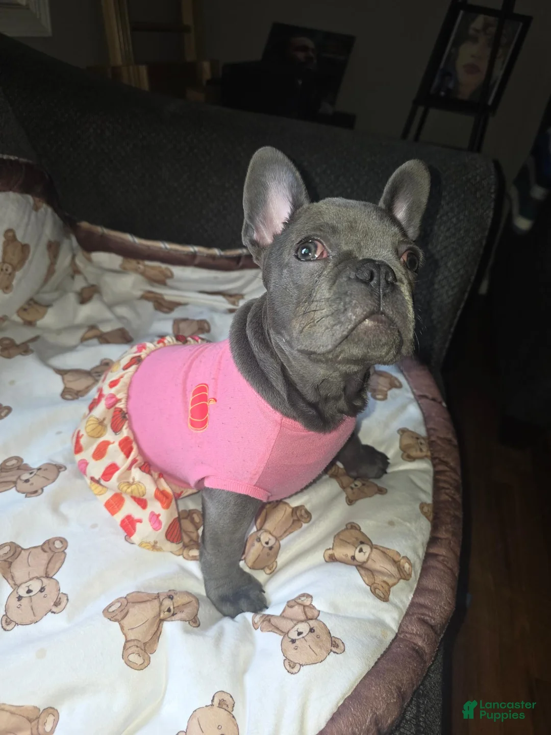 French Bulldog dogs for sale: Female French Bulldog 🐕🩷 - Ad 1