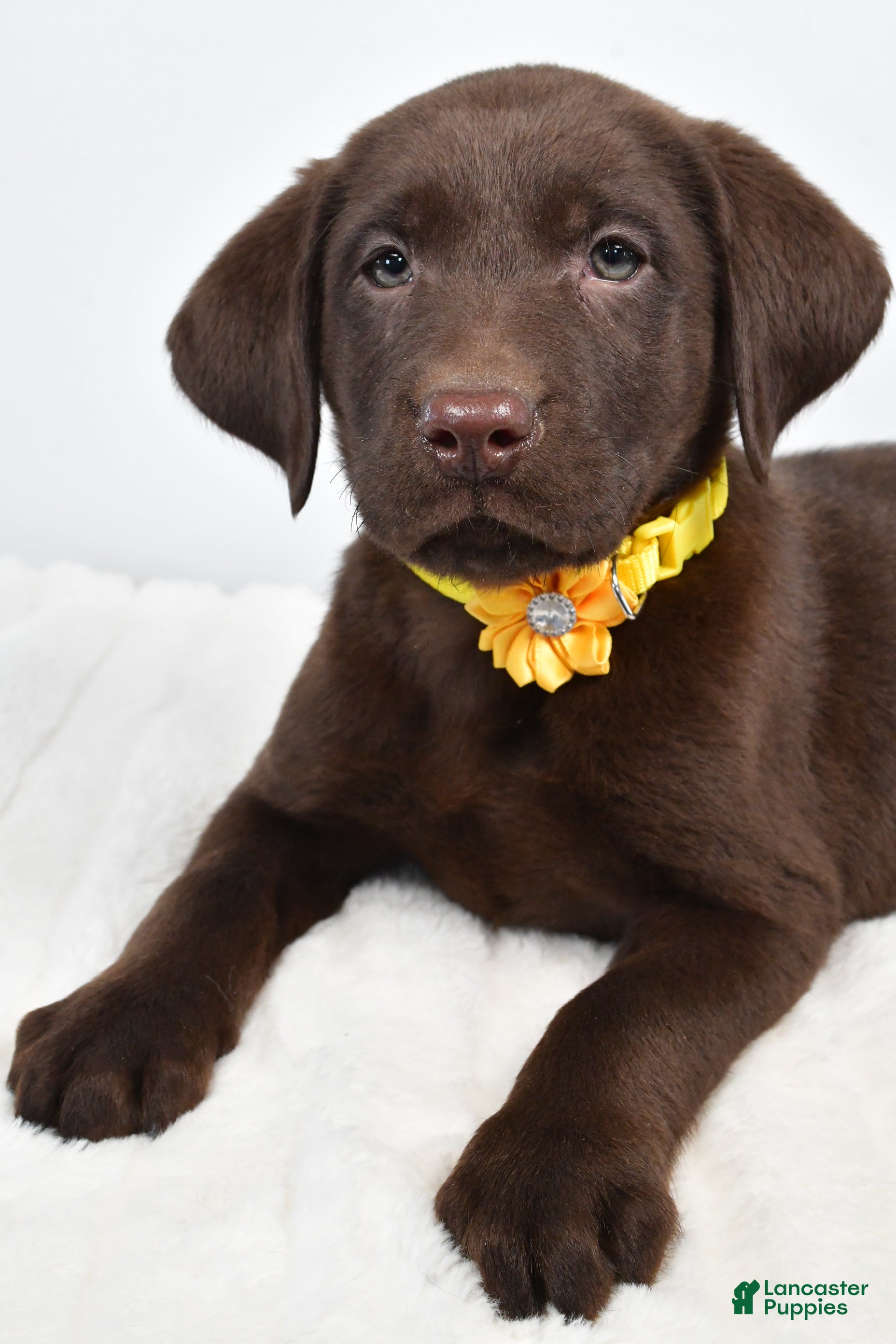 Labrador Retriever dogs Moxi - Ad 2