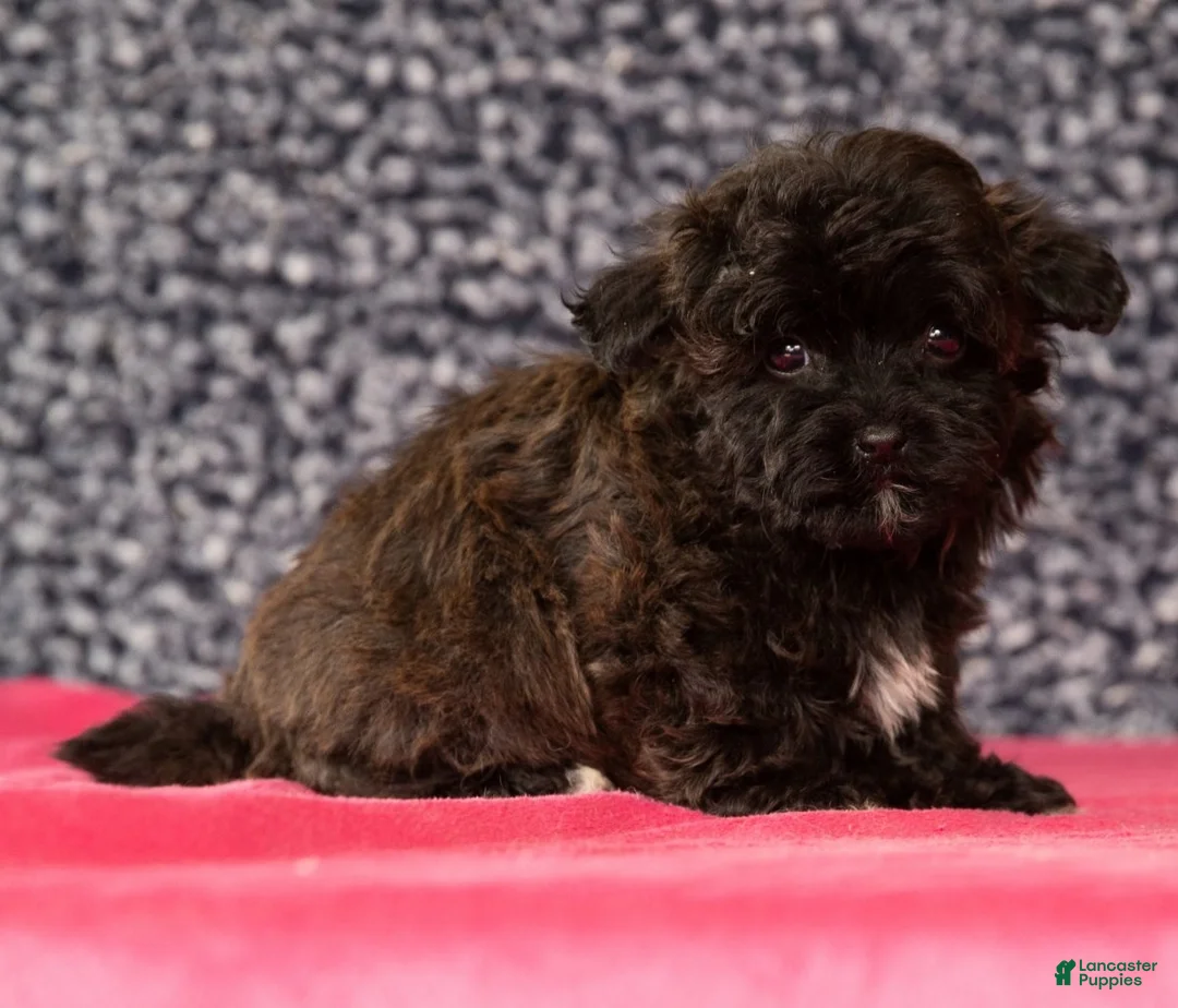 Havapoo dogs for sale: Gander - Ad 8