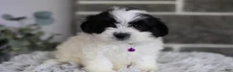 Maltipoo dogs for sale: Gwen - Ad 6
