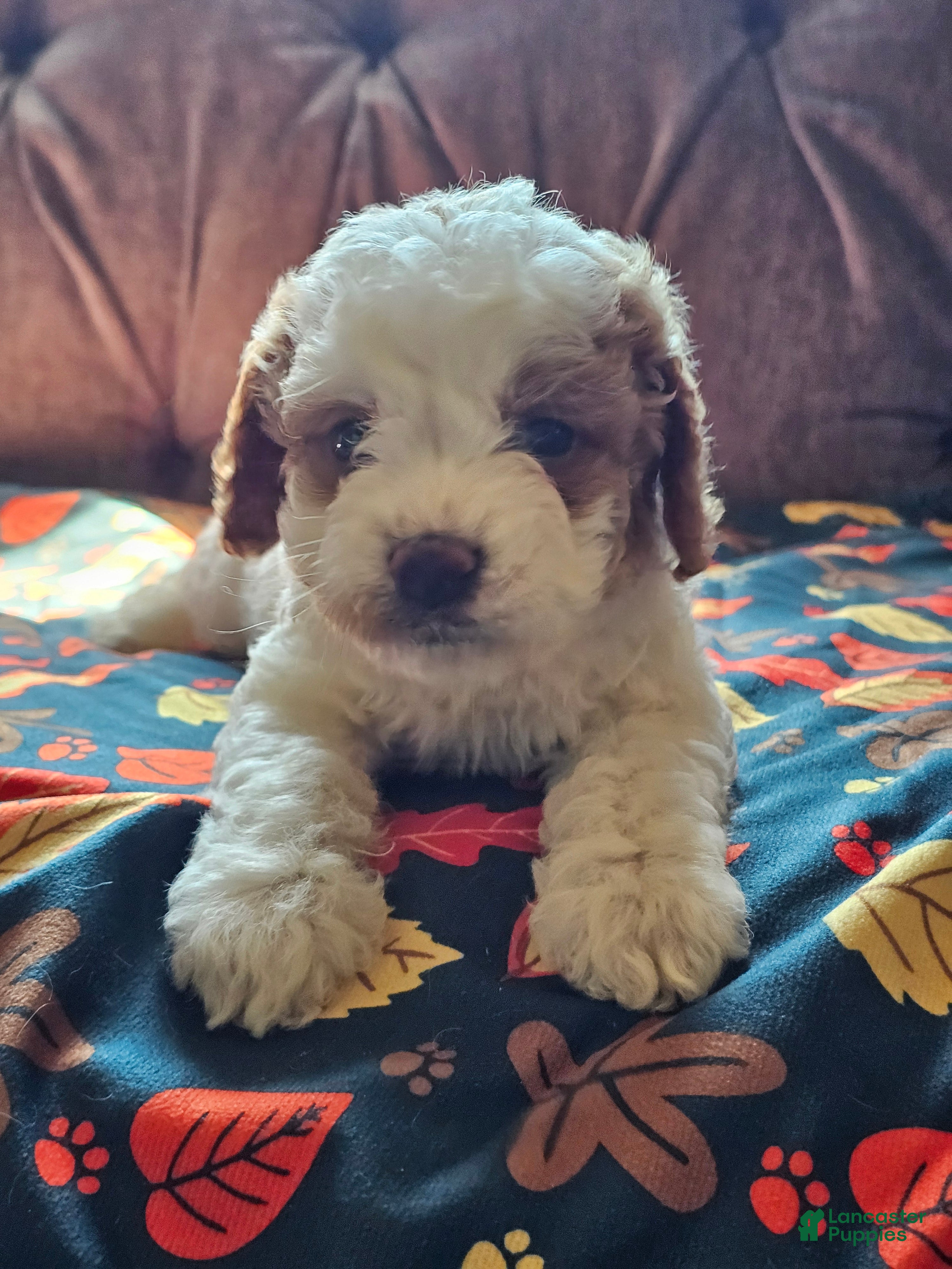Cavapoo dogs Cavapoo 3 - Ad 1