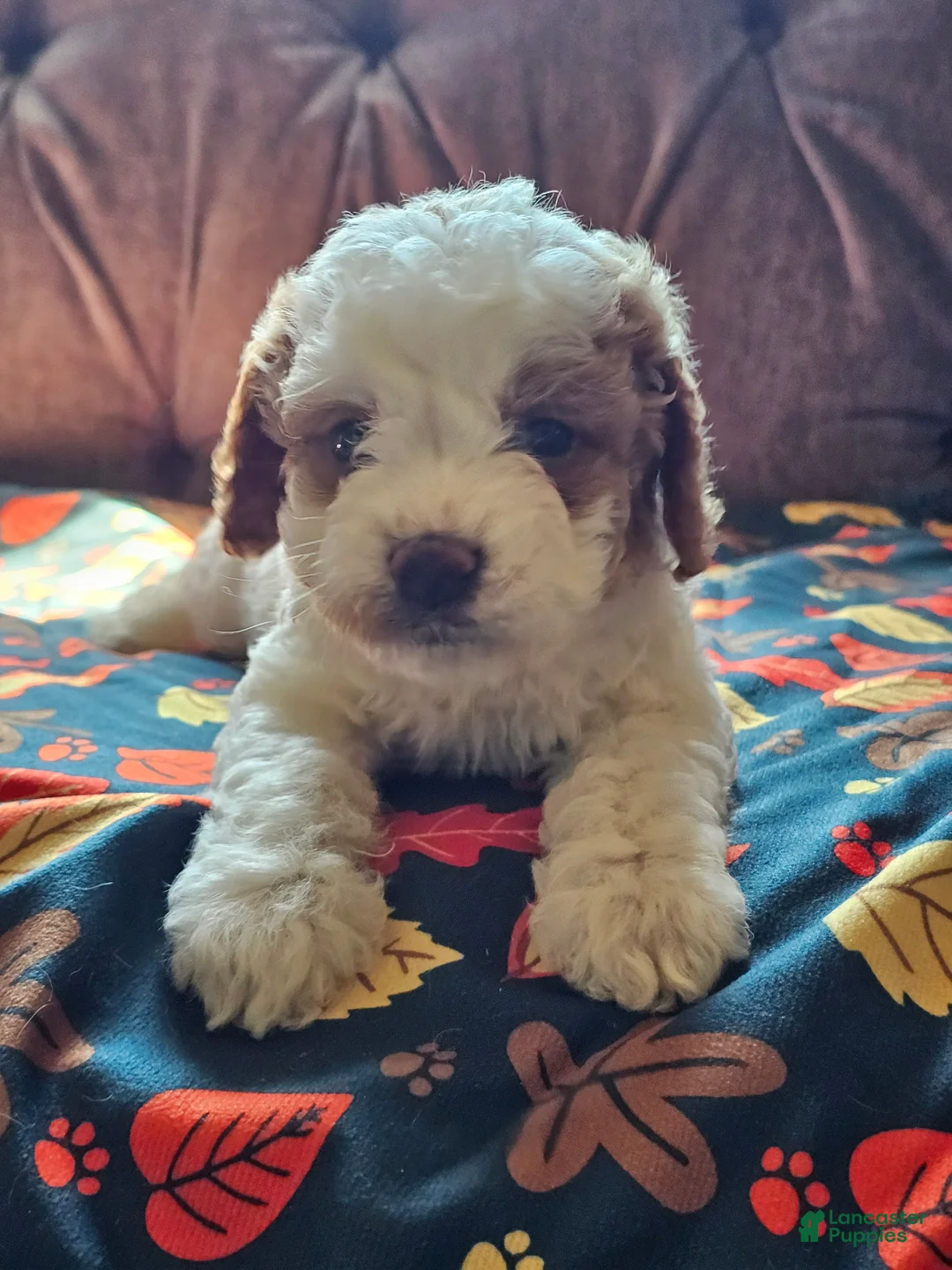 Cavapoo dogs for sale: Cavapoo 3 - Ad 1
