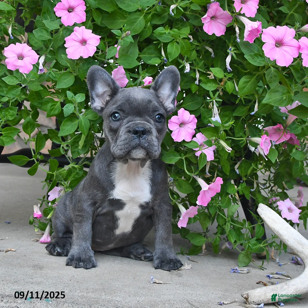French Bulldog dogs for sale: Freckles - Ad 1