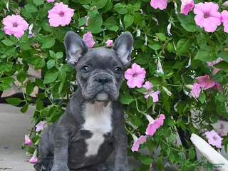 French Bulldog dogs Freckles - Ad 37